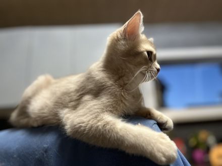 Goldene kleine Kater im BKH-Typ – sanfter Blick, warme Farbe, besondere Nähe.