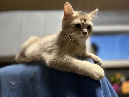 Goldene kleine Kater im BKH-Typ – sanfter Blick, warme Farbe, besondere Nähe.