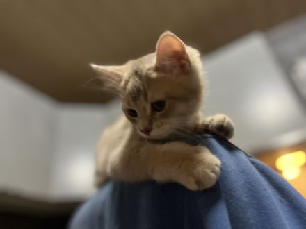 Goldene kleine Kater im BKH-Typ – sanfter Blick, warme Farbe, besondere Nähe.