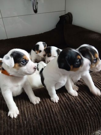Zuckersüße Parson Russel Terrier Welpen