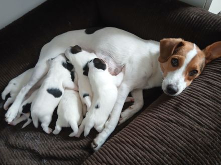 Zuckersüße Parson Russel Terrier Welpen
