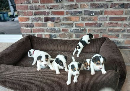 Zuckersüße Parson Russel Terrier Welpen