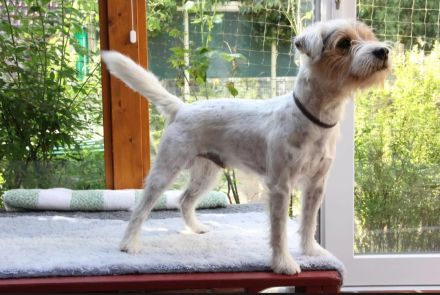 Zuckersüße Parson Russel Terrier Welpen