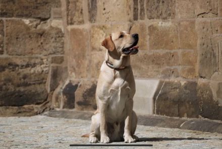 Wunderschöner Labrador Deckrüde bewiesen und getestet