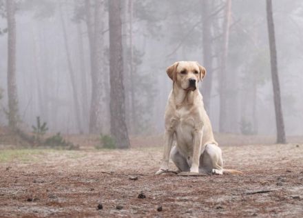 Wunderschöner Labrador Deckrüde bewiesen und getestet