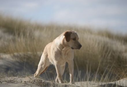 Wunderschöner Labrador Deckrüde bewiesen und getestet