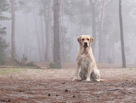 Wunderschöner Labrador Deckrüde bewiesen und getestet