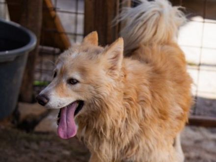 Über Schoko Samojedenmischling 2 Jahre, kastriert, freundlich und verspielt, mag Kinder und Katzen