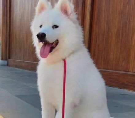 Samojedenrüde Smiley