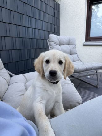 Golden Retriever Welpe sucht sein für immer Zuhause