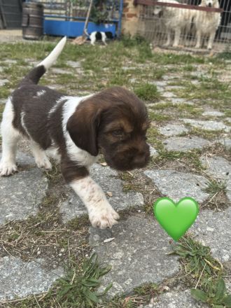 4 kleine Mäuse suchen ein zuhause