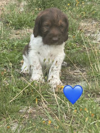 4 kleine Mäuse suchen ein zuhause