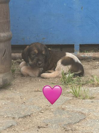 4 kleine Mäuse suchen ein zuhause
