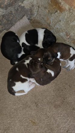 4 kleine Mäuse suchen ein zuhause