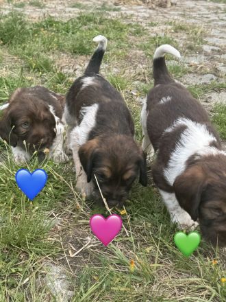 4 kleine Mäuse suchen ein zuhause