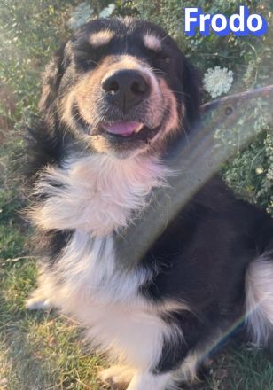 Frodo, 01/24 - Ein Herz auf 4 Pfoten
