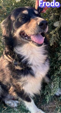 Frodo, 01/24 - Ein Herz auf 4 Pfoten