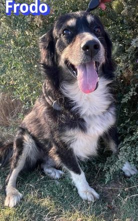 Frodo, 01/24 - Ein Herz auf 4 Pfoten