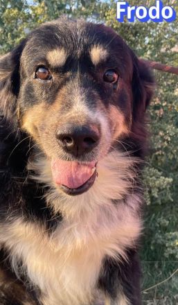 Frodo, 01/24 - Ein Herz auf 4 Pfoten