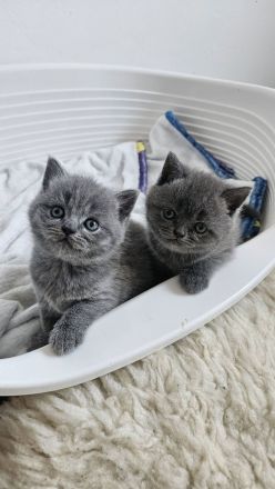 Zuckersüße Britisch kurzhaar Kitten