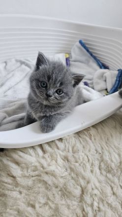 Zuckersüße Britisch kurzhaar Kitten