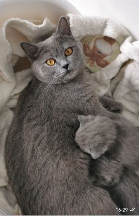 Zuckersüße Britisch kurzhaar Kitten