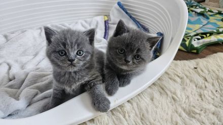 Zuckersüße Britisch kurzhaar Kitten