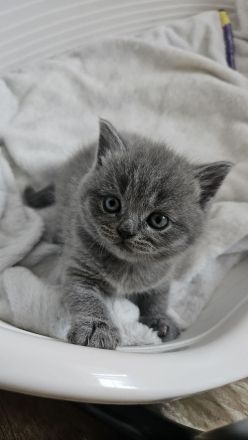 Zuckersüße Britisch kurzhaar Kitten