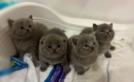 Zuckersüße Britisch kurzhaar Kitten