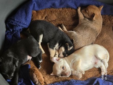 Yorkshire Terrier chihuahua mix