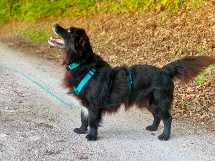 Chewbacca auf Pflegestelle in 92363 Breitenbrunn sucht sein Für-immer-Zuhause