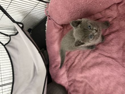 Süße Kitten (BKH EKH Mix) suchen ein liebevolles Zuhause