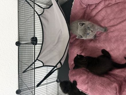 Süße Kitten (BKH EKH Mix) suchen ein liebevolles Zuhause