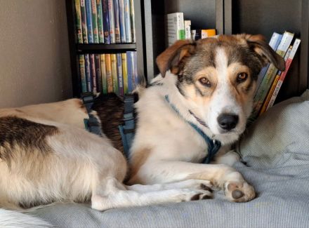 Ozzy auf Pflegestelle in 48268 Greven sucht sein Für-immer-Zuhause