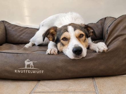 Ozzy auf Pflegestelle in 48268 Greven sucht sein Für-immer-Zuhause
