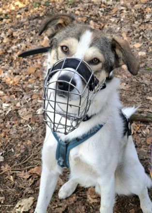 Ozzy auf Pflegestelle in 48268 Greven sucht sein Für-immer-Zuhause