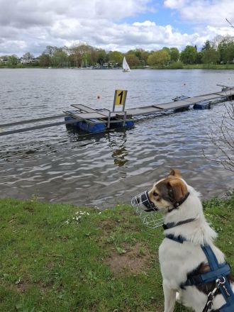 Ozzy auf Pflegestelle in 48268 Greven sucht sein Für-immer-Zuhause