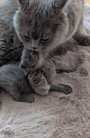 Süßes BKH Kitten mit besten Genen