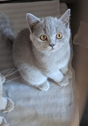 Süßes BKH Kitten mit besten Genen