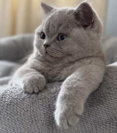 Süßes BKH Kitten mit besten Genen