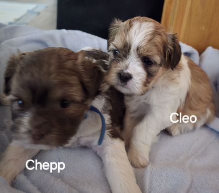 Bolonka Zwetna Welpe