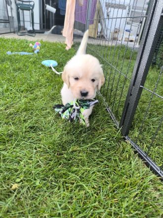 Golden Retriever Welpen