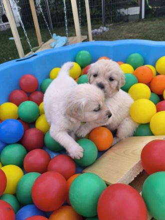 Golden Retriever Welpen