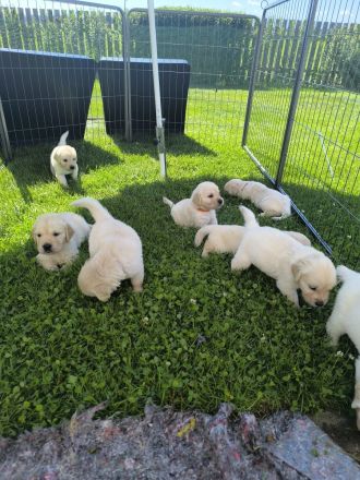 Golden Retriever Welpen