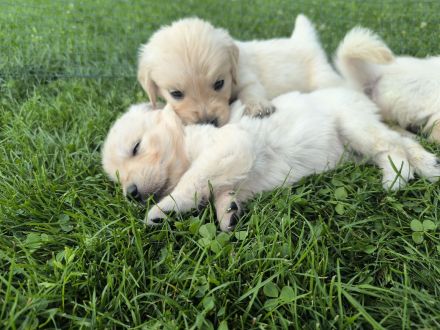 Golden Retriever Welpen