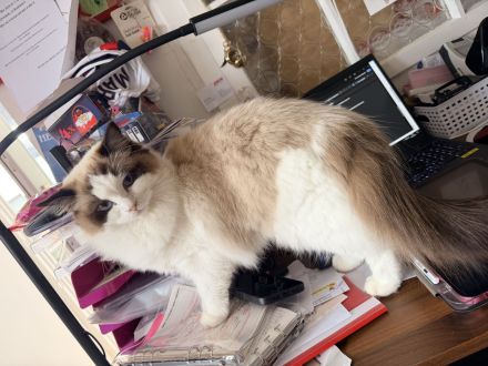 Reinrassige Classic-Ragdoll-Damen suchen neues Zuhause