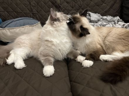Reinrassige Classic-Ragdoll-Schwestern suchen neues Zuhause
