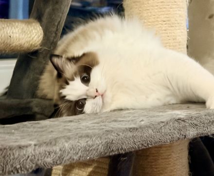 Reinrassige Classic-Ragdoll-Damen suchen neues Zuhause