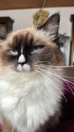 Reinrassige Classic-Ragdoll-Schwestern suchen neues Zuhause