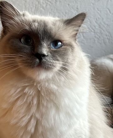 Reinrassige Classic-Ragdoll-Schwestern suchen neues Zuhause